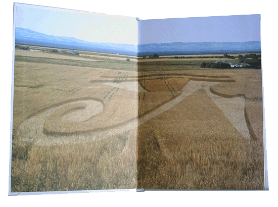 pšenični krogi